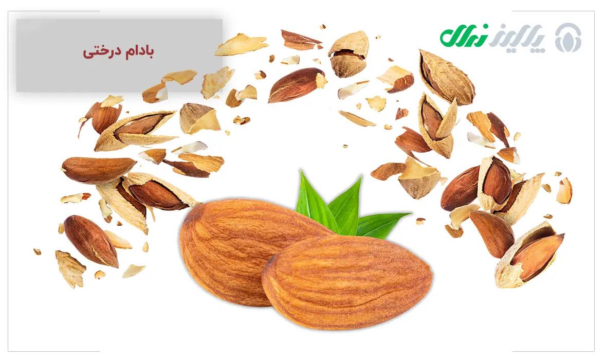 تقویت سیستم ایمنی با بادام: دفاع طبیعی بدن در برابر بیماریها