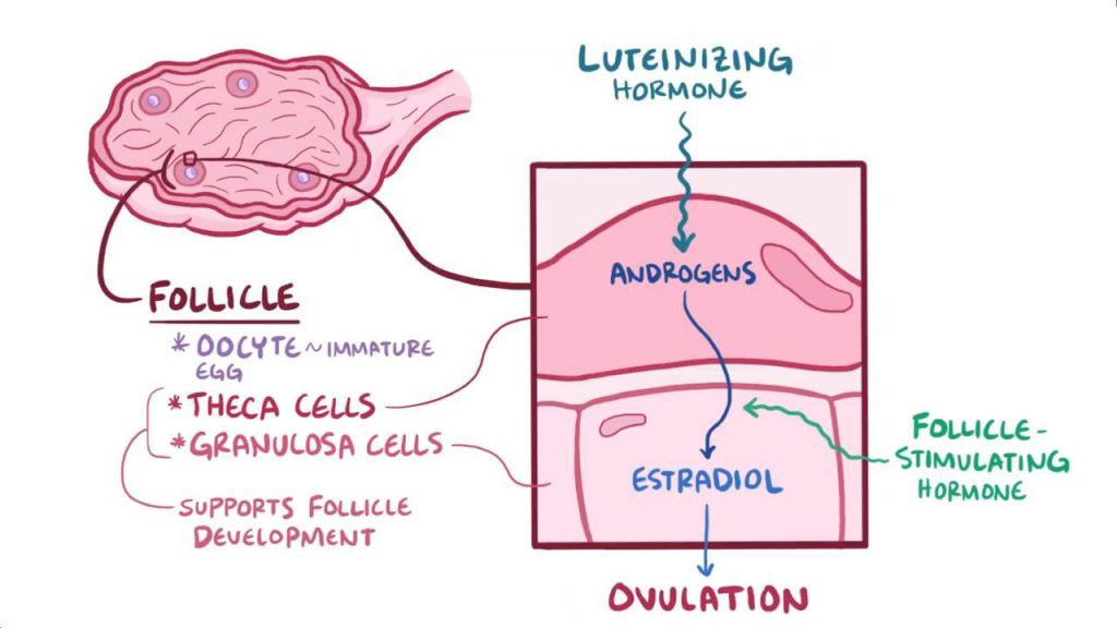 Sex cord gonadal stromal tumor