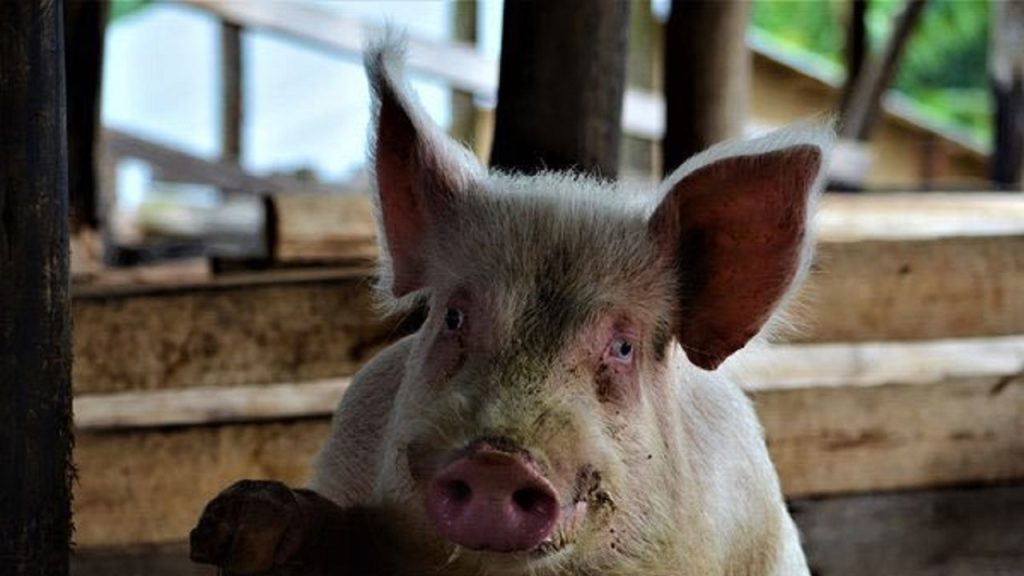 راه اندازی مزرعه پرورش خوک برای پیوند قلب به انسان‌ها