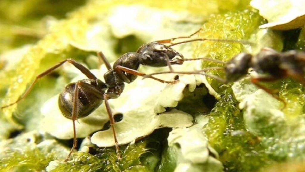 مورچه‌ها سرطان را با بو تشخیص می‌دهند