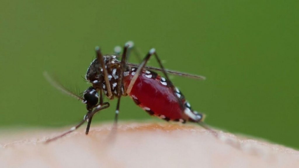 یافته‌های محققان اسکاتلندی برای مبارزه با مالاریا
