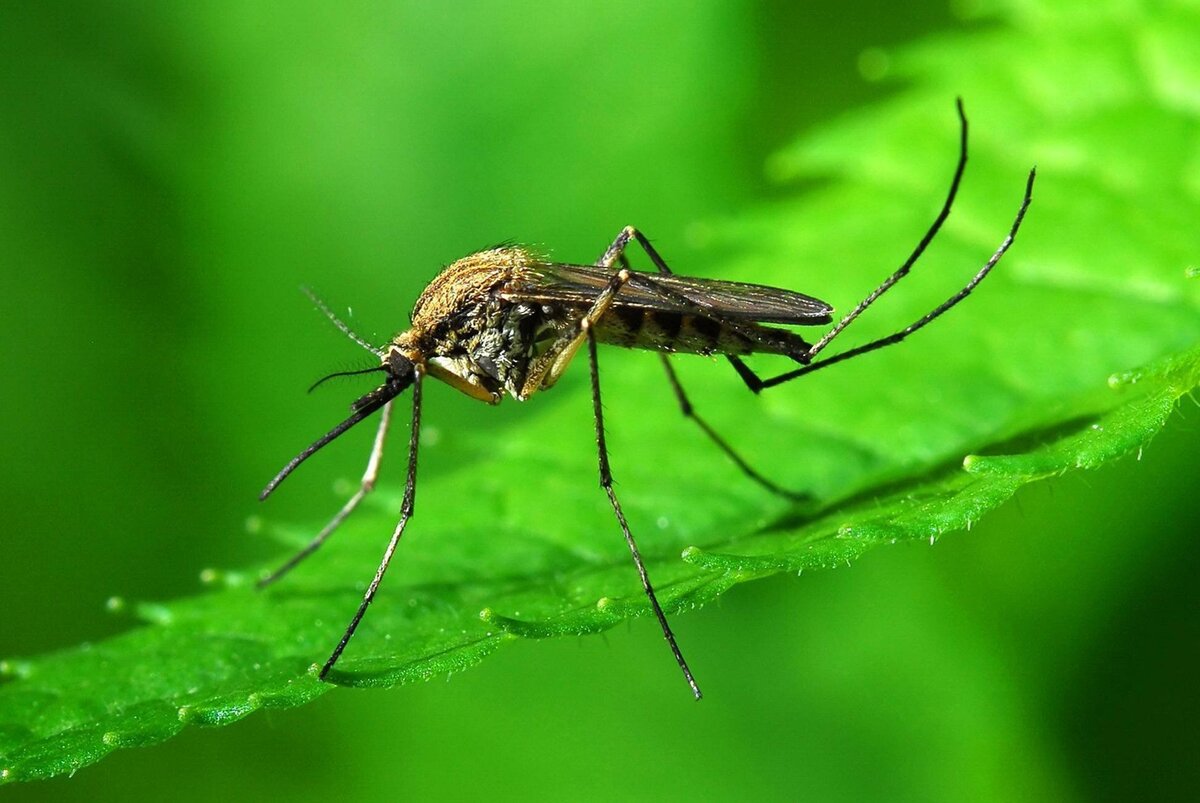 ایران در آستانه دریافت گواهی حذف بیماری مالاریا