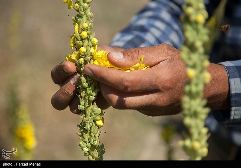 وجود ۱۲۰۰ گیاه دارویی در ایران/ رتبه چهارم کشور در تولید علم طب سنتی