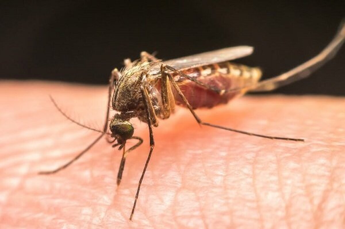 افزایش موارد مالاریا در ایران