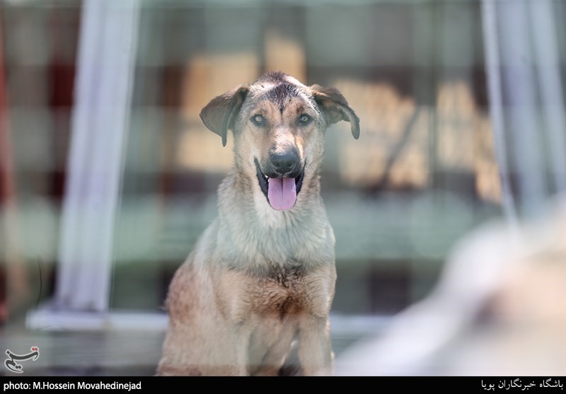 احتمال انتقال “هاری” از سگ‌های خانگی به صاحبان آنها/ مرگ سالانه ۱۰ تا ۲۰ نفر ایرانی بر اثر هاری