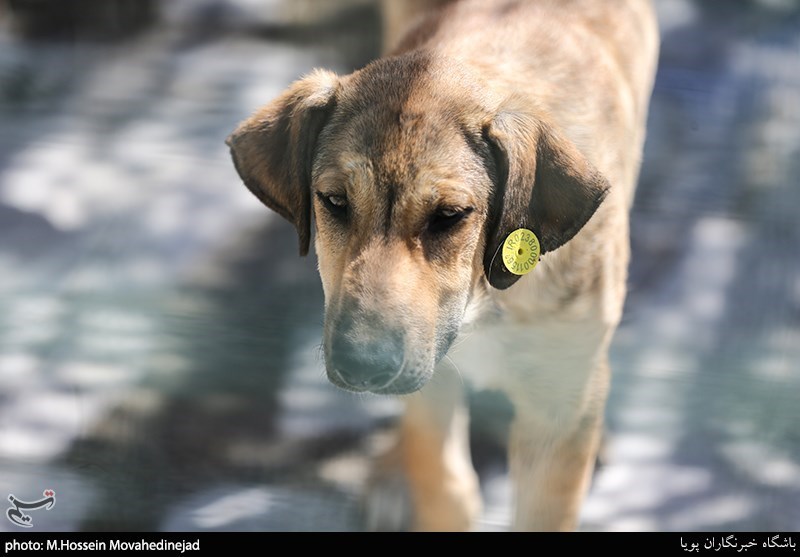 فیلم/ لحظه حمله مرگبار “سگ ولگرد” به دختر ۸ساله نکایی