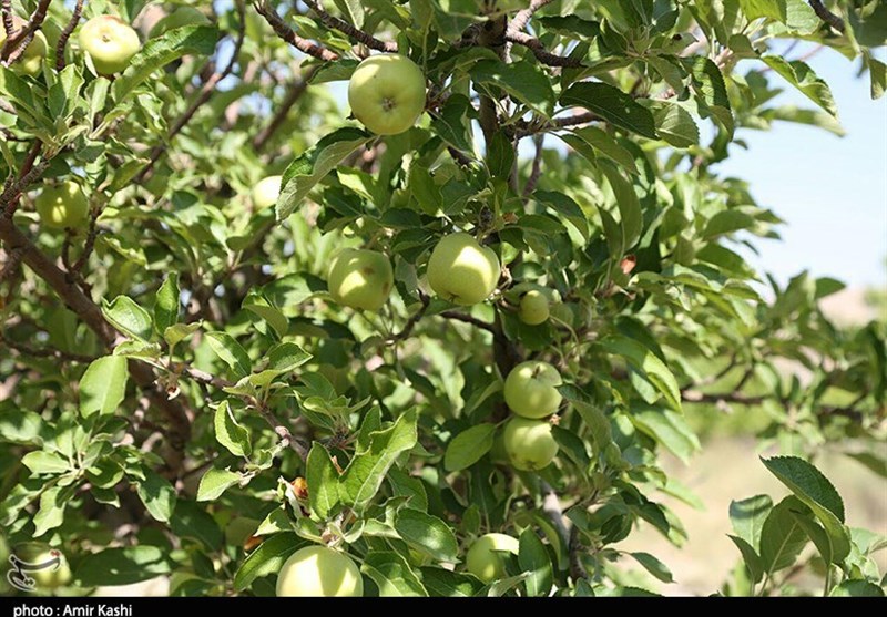 سنجش باقی‌مانده سموم محصولات کشاورزی در آزمایشگاه