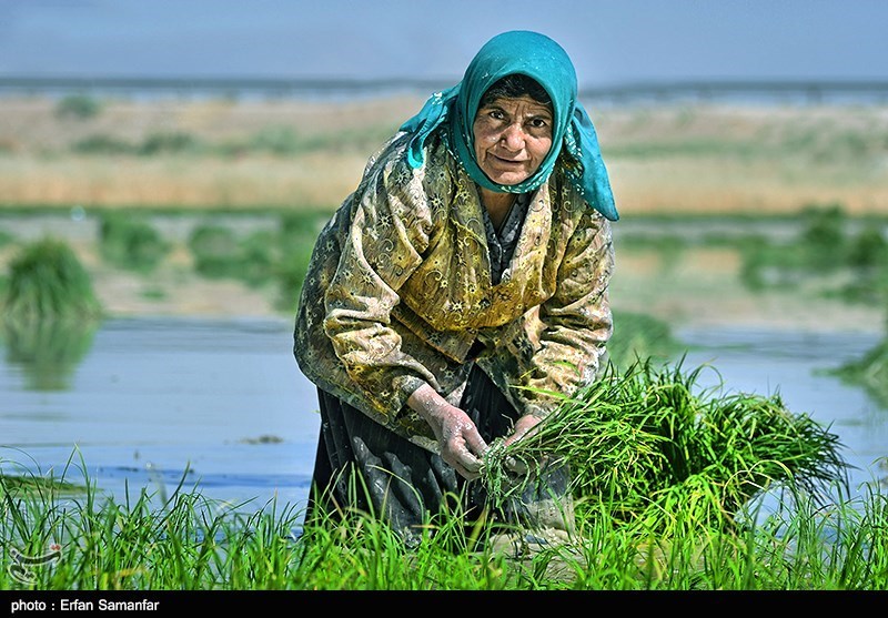 “ورشکستگی آبی ایران” بهای گزاف عدم اصلاح الگوی کشت