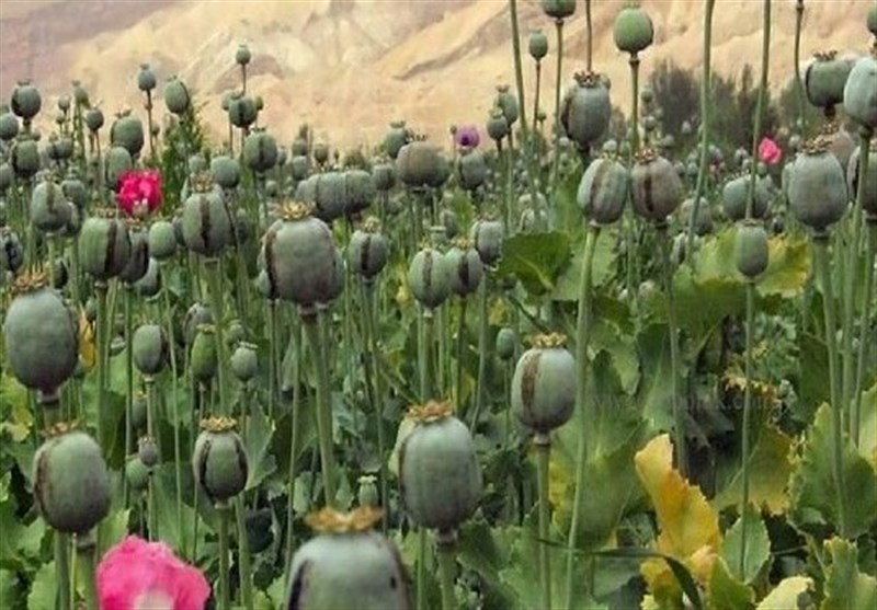 عرضه “شربت تریاک” در عطاری‌ها غیرقانونی و خطرناک است
