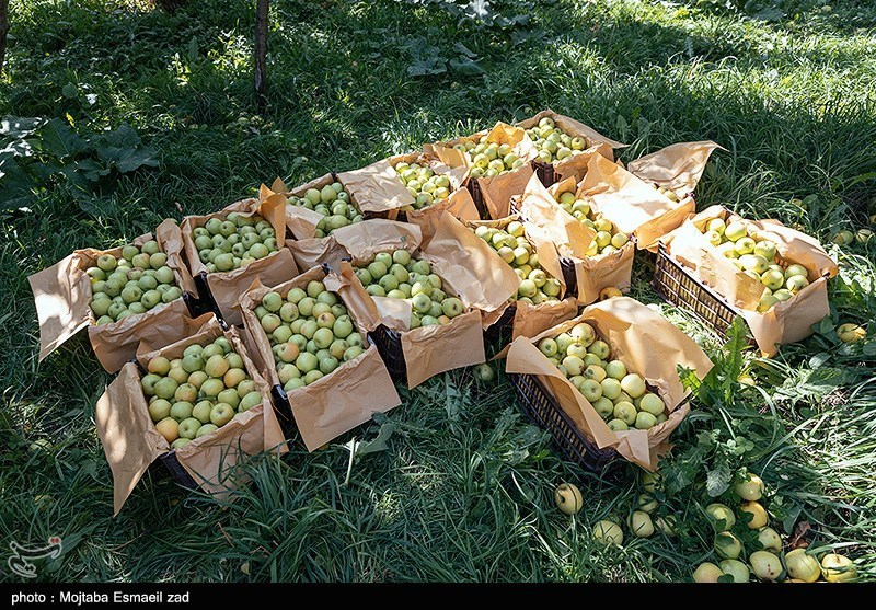 لزوم شناسنامه‌دار شدن مزارع برای ساماندهی مصرف سموم