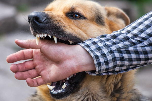 ثبت ۴۷۰ هزار حیوان‌گزیدگی در سال ۱۴۰۳