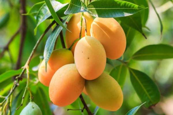 سلطان میوه‌های استوایی با خواص بی‌نظیر برای بدن