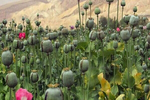 پیدا و پنهان کشت خشخاش برای تولید داروهای حیاتی