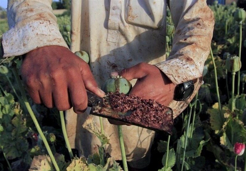کاهش منابع خشخاش تهدیدی برای داروسازی ایران