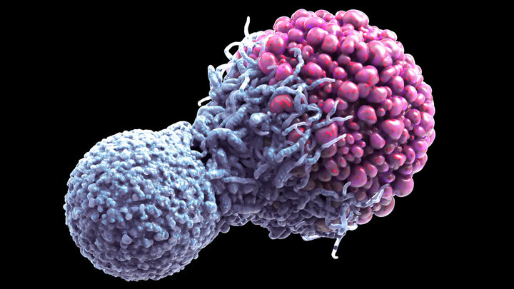 کشف مرگ سلولی می‌تواند به درمان سرطان کمک کند