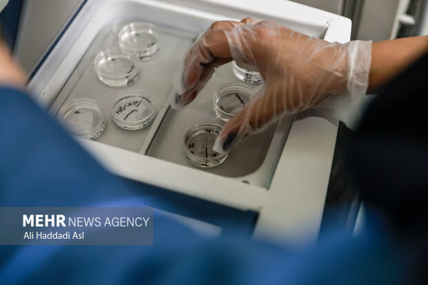 همه‌چیز درباره IVF؛ شانس موفقیت، هزینه‌ها و واقعیت‌ها